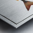 Red Gurnard Trigla Cuculus Metal print