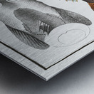 Star-Gazer Uranoscopus Scaber Metal print