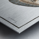 Flounder Pleuronectes Flesus Metal print