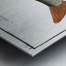 Roach Cyprinus Rutilus Metal print