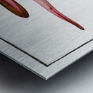 Blind-Fish Gastrobranchus coecus Metal print