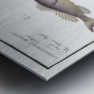 1. Schratser Gymnocephalus Schratser 2. Siver-Bald Gymnocephalus argenteus Metal print