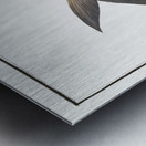 Africain Herring Clupea africana Metal print