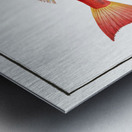 Streaked Gurnard Trigla lineata Impression metal