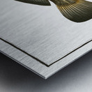 Karutt Johnius Carutta Metal print