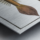 1. 4. Lancet-Goby Gobius Lanceolatus 2. 3. Black Goby Gobius Niger Metal print