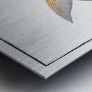 Frederics Salmon Salmo Friderici Metal print