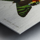 Madagascan Sunset Moth Urania Riphaeus Metal print