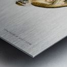 Cercopithecus griseus Guenon Grivet Metal print