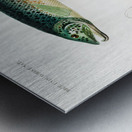 Salmo Hamatus and Cyprinus Carpio Metal print