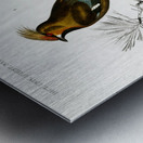 Different types of birds Metal print