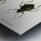 Different types of beetles Metal print