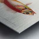 Different types of fishes Metal print