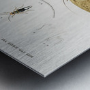 Different types of insects Metal print