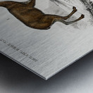 Different types of insects Metal print