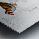 Red-cheeked Cordonbleu Uraeginthus Bengalus and Java Sparrow Lonchura Oryzivora Metal print