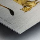 Lion Panthera Leo Metal print