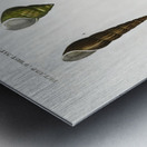 Different types of mollusks Metal print