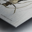 Different types of beetles Metal print