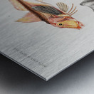 Different types of fishes Metal print