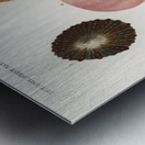 Different types of mollusks Metal print