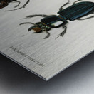Different types of beetles Metal print