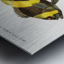 Different types of fishes Metal print