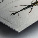 Different types of insects Metal print