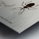 Different types of insects Metal print
