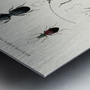 Different types of beetles Metal print
