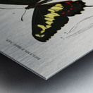 Different types of beetles Metal print