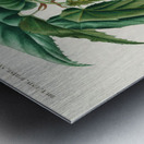 Begonia Begonia incarnata Impression metal