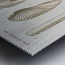 Fails Leo Metal print