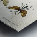 Different types of birds Metal print