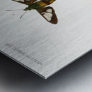 Different types of moths Metal print