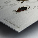 Different types of beetles Metal print