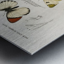 Different types of mollusks Metal print