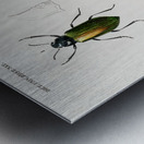 Different types of beetles Metal print
