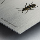 Different types of beetles Metal print