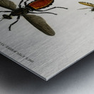 Different types of insects Metal print