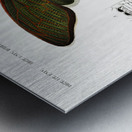 Trichipteris excelsa Metal print