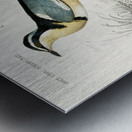 Different types of birds Metal print