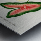 Elephant ear Caladium bicolor Metal print