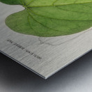 Pipevine Metal print