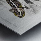 Mudpuppy Menabranchus lateralis and Greater siren Siren lacertina Metal print