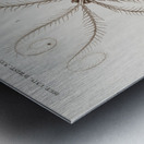 Comatula Mediterranea Metal print