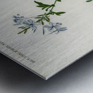 Plumbago Capensis Metal print