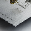 Oval frog Engystoma ovale and Green toad Bufo viridis Metal print