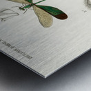 Different types of dragonflies Metal print