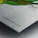 Different types of birds Metal print